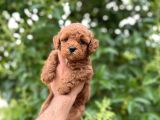 Toy Poodle Bebekleri̇mi̇z