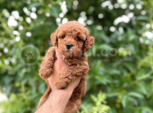 Toy Poodle Bebekleri̇mi̇z görsel