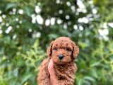 Toy Poodle Bebekleri̇mi̇z
