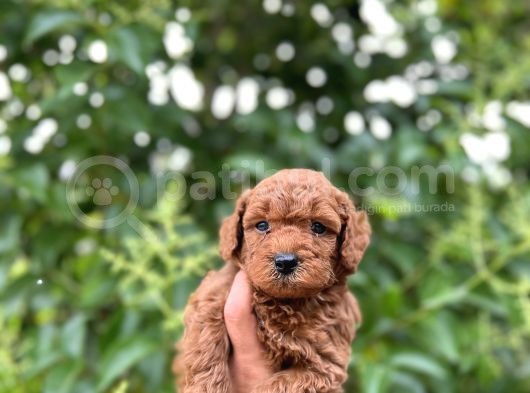 Toy Poodle Bebekleri̇mi̇z görsel