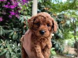Anne Altindan Toy Poodle Bebekler