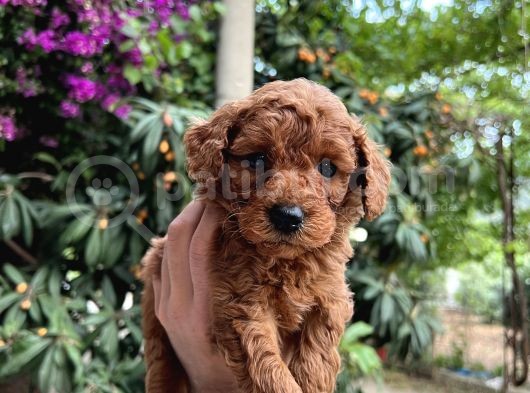 Anne Altindan Toy Poodle Bebekler görsel