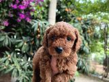 ANNE ALTINDAN TOY POODLE BEBEKLER