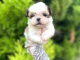 Minik boy shihtzu