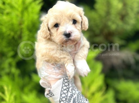 Sütlü Kahve Maltipoo Bebeğim görsel
