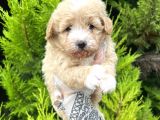 Tospik Maltipoo Oglum
