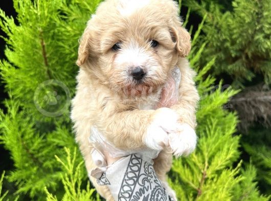 Tospik Maltipoo Oglum görsel