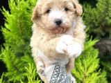 Tospik Maltipoo Oglum