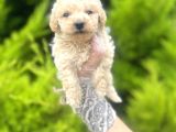Mini Boy Toy Poodle Bebeğim