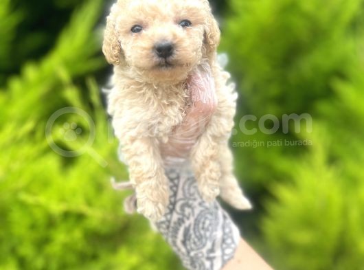 Mini Boy Toy Poodle Bebeğim görsel