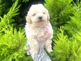 Mini Boy Toy Poodle Bebeğim