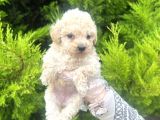 Mini Boy Toy Poodle Bebeğim