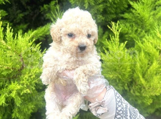 Mini Boy Toy Poodle Bebeğim görsel