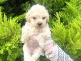 Mini Boy Toy Poodle Bebeğim