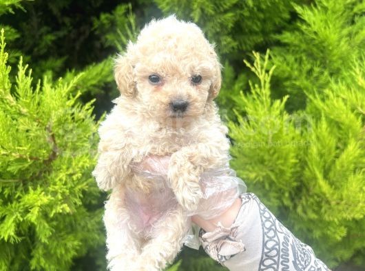 Mini Boy Toy Poodle Bebeğim görsel