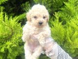 Mini boy toy poodle bebeğim