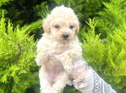 Mini Boy Toy Poodle Bebeğim