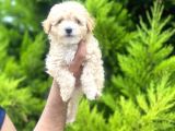 Orjinal Maltipoo Bebeklerim