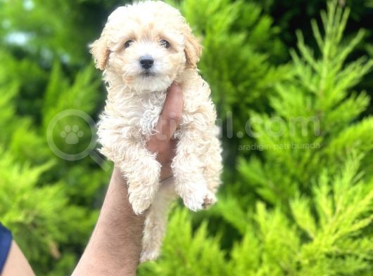 Orjinal Maltipoo Bebeklerim görsel