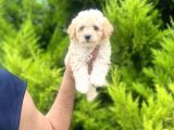 Orjinal Maltipoo Bebeklerim