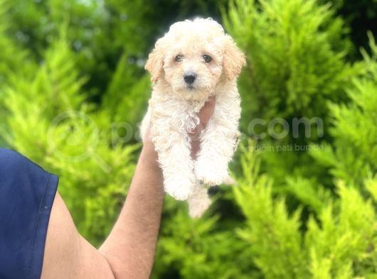 Orjinal Maltipoo Bebeklerim görsel