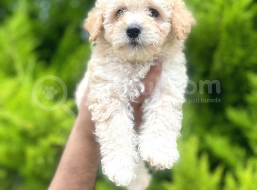Orjinal Maltipoo Bebeklerim