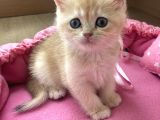 Orijinal British Shorthair Golden NY12 yavrumuz