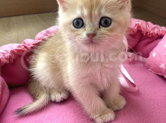 Orijinal British Shorthair Golden Ny12 Yavrumuz