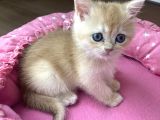 Orijinal British Shorthair Golden Ny12 Yavrumuz