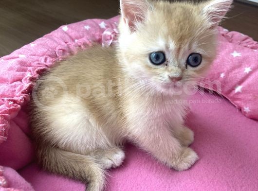 Orijinal British Shorthair Golden Ny12 Yavrumuz görsel