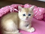 Orijinal British Shorthair Golden Ny12 Yavrumuz
