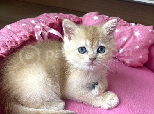 Orijinal British Shorthair Golden Ny12 Yavrumuz görsel