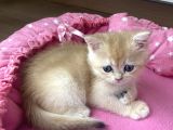 Orijinal British Shorthair Golden Ny12 Yavrumuz