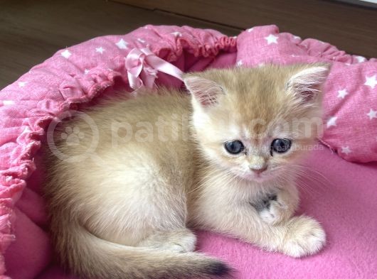 Orijinal British Shorthair Golden Ny12 Yavrumuz görsel