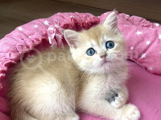 Orijinal British Shorthair Golden Ny12 Yavrumuz görsel