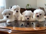 MALTESE TERİER PAMUKLAR