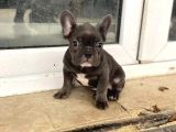 Blue French Buldog Yavrularimiz