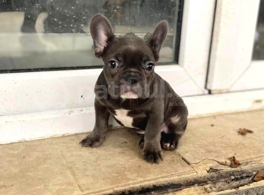 Blue French Buldog Yavrularimiz görsel
