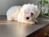 Maltese Teri̇er Pamuklar