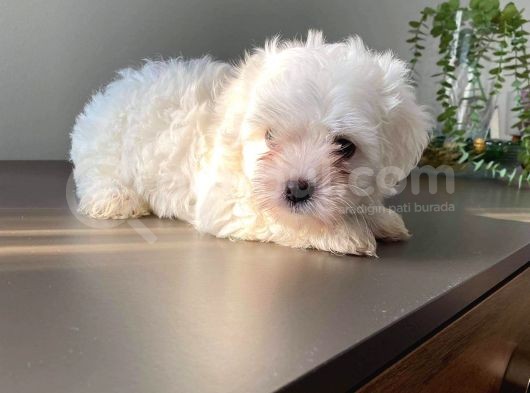 Maltese Teri̇er Pamuklar görsel