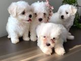 Maltese Teri̇er Pamuklar