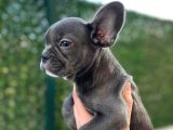 Blue French Buldog Yavrularimiz