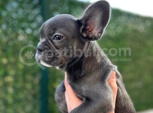 Blue French Buldog Yavrularimiz görsel