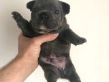Blue French Buldog Yavrularimiz