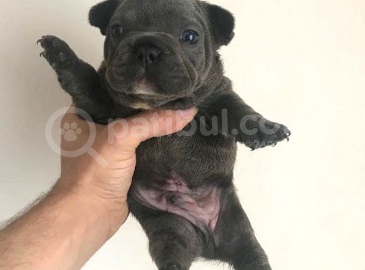 Blue French Buldog Yavrularimiz görsel