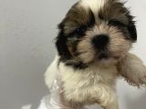 Küçük Shihtzu Bebeğim