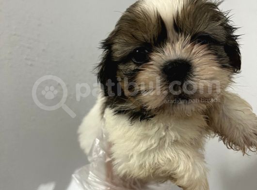 Küçük Shihtzu Bebeğim görsel
