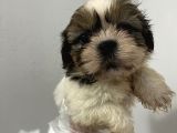 Küçük shihtzu bebeğim