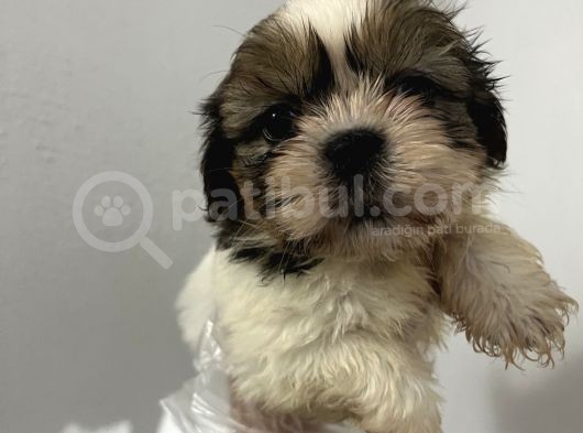 Küçük Shihtzu Bebeğim