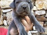 DEV CANE CORSO YAVRULAR